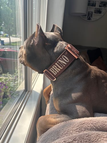 Customer photo review of 2" Tacti Luxe Dog Collar - Rose Gold - Chocolate