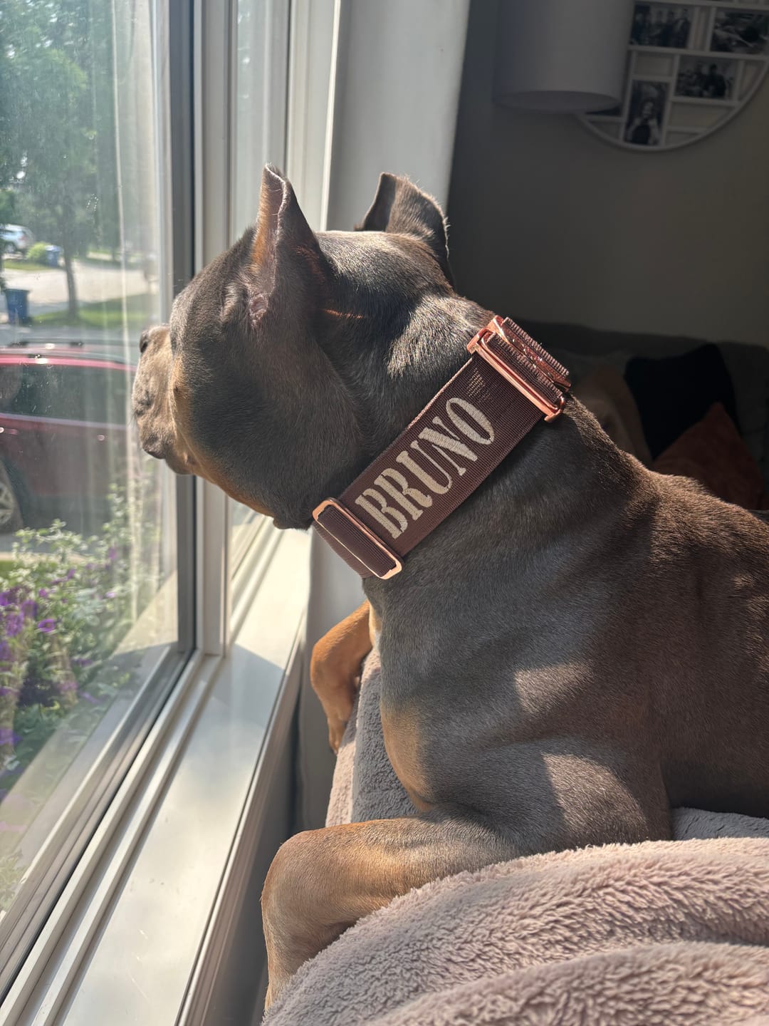 Customer photo review of 2" Tacti Luxe Dog Collar - Rose Gold - Chocolate