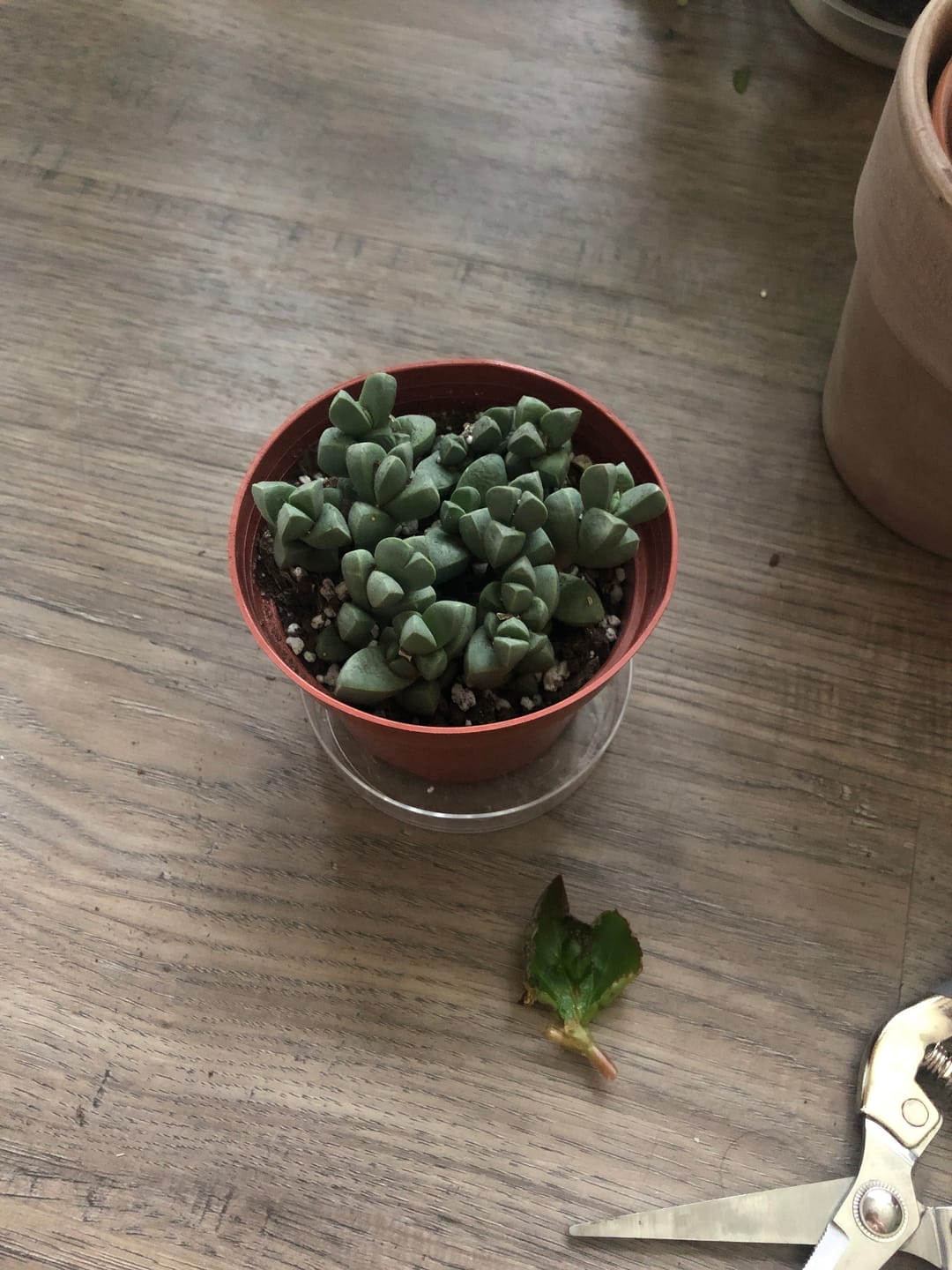Customer photo review of Corpuscularia lehmannii - Ice Plant