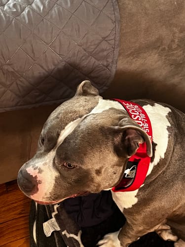 Customer photo review of Red Bully Proof Collar