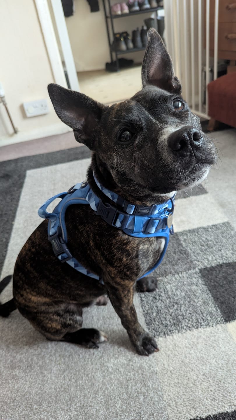 Customer photo review of Tough Trails™ Harness - Walkies Ready® Cornflower Blue
