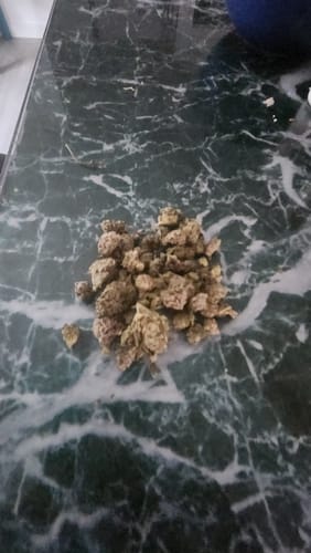 Customer photo review of FREE SAMPLE (with code) THCa Flower