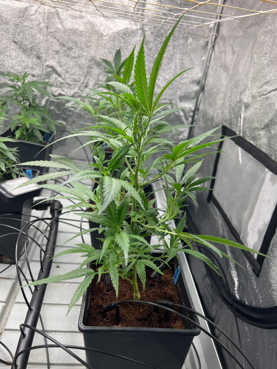 Customer photo review of Hanfstecklinge | Gorilla Zkittlez