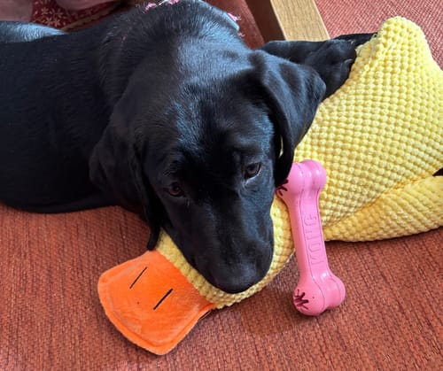 Customer photo review of Anti-Stress Ente