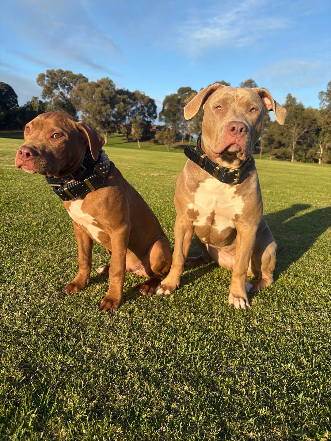 Customer photo review of Hand Made Leather Dog Collar - RuffNeck Black & Brass (Wide Fit)