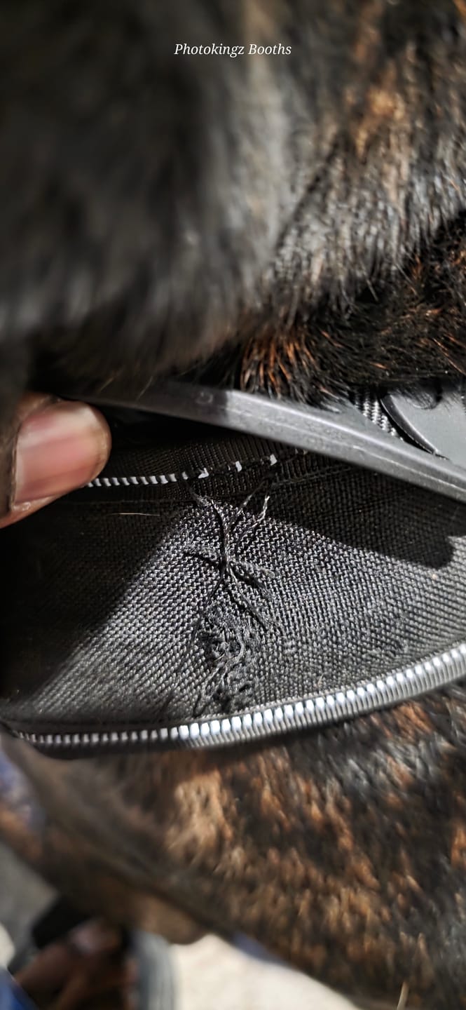 Customer photo review of 2.5" ProGuard Collar