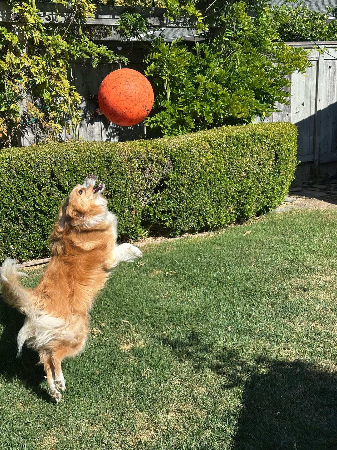 Customer photo review of BUY 3 BAGS & SAVE iHeartDogs Allergy & Itch Relief Chews for Dogs