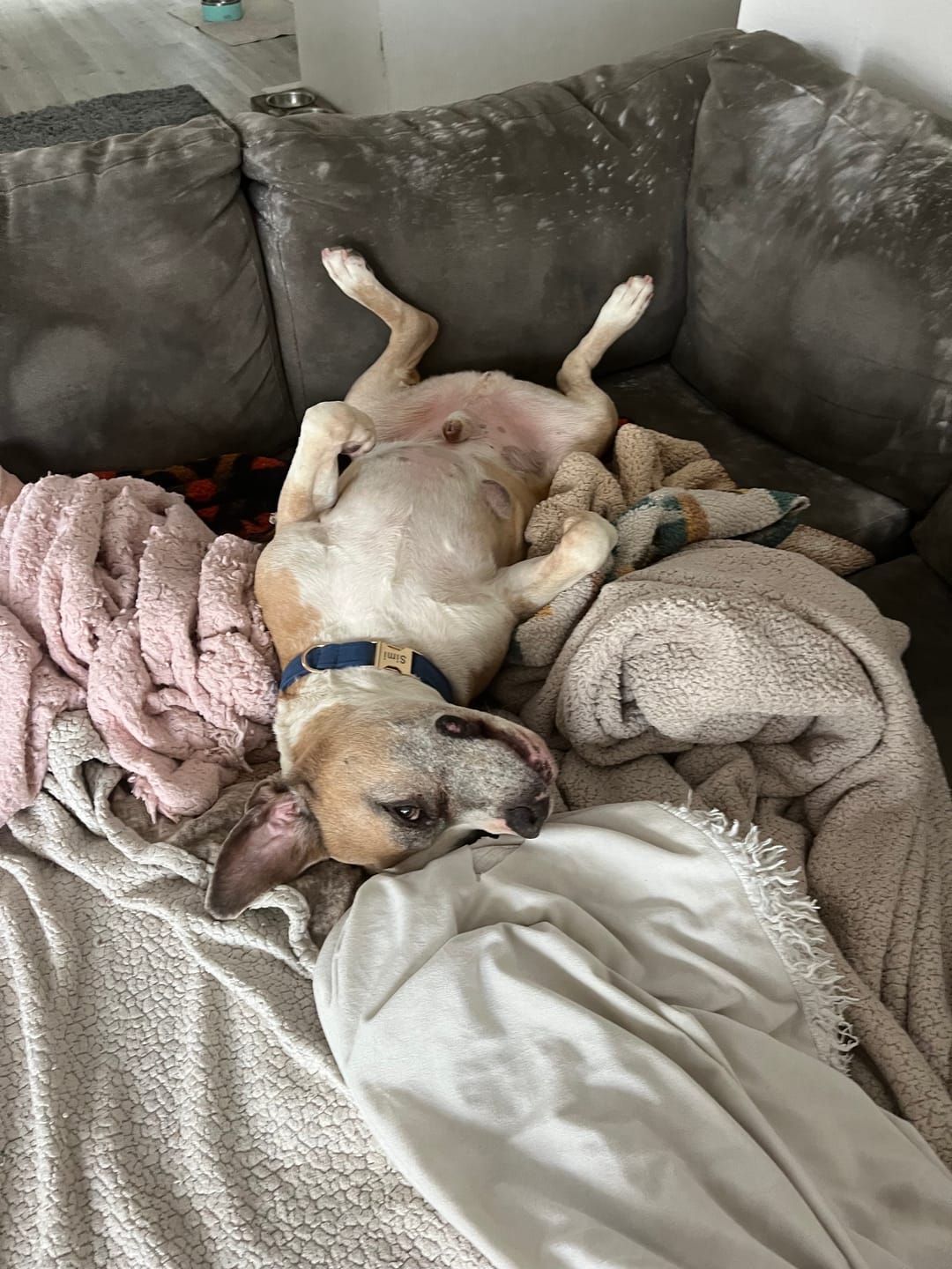Customer photo review of Vision Clarity/Cataracts Support Formula for Dogs, 30-Day Supply