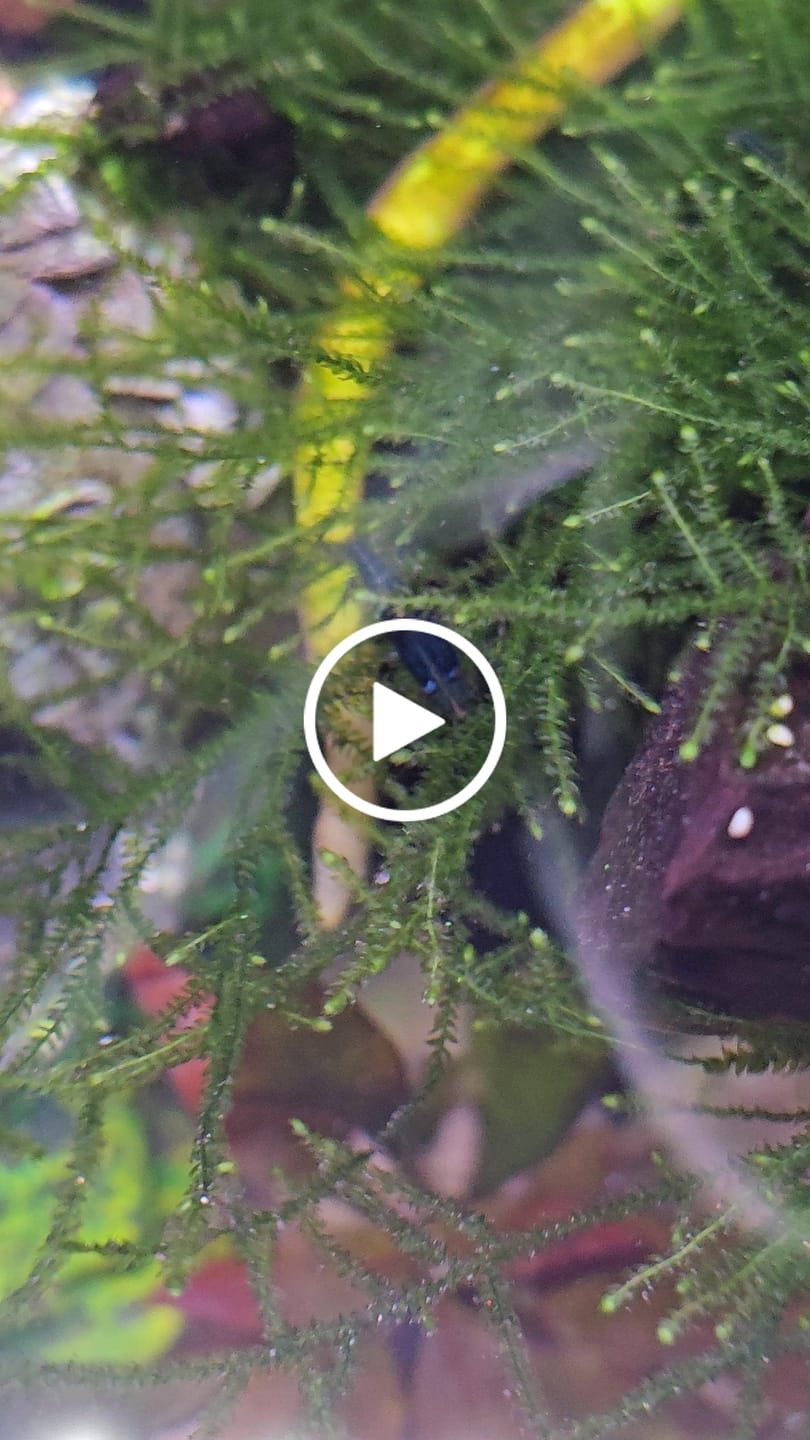 Customer video review of Christmas Shrimp Pack "NEW"