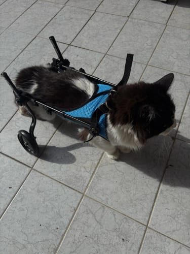 Customer photo review of PawPal🐶Hunderollstuhl