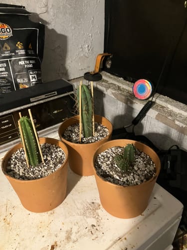 Customer photo review of Trichocereus Pachanoi | Non-PC San Pedro Cactus