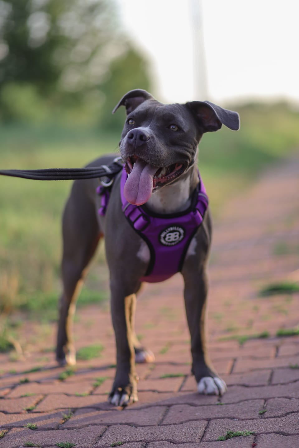 Customer photo review of Comfort Premium Harness | Non Restrictive - Purple