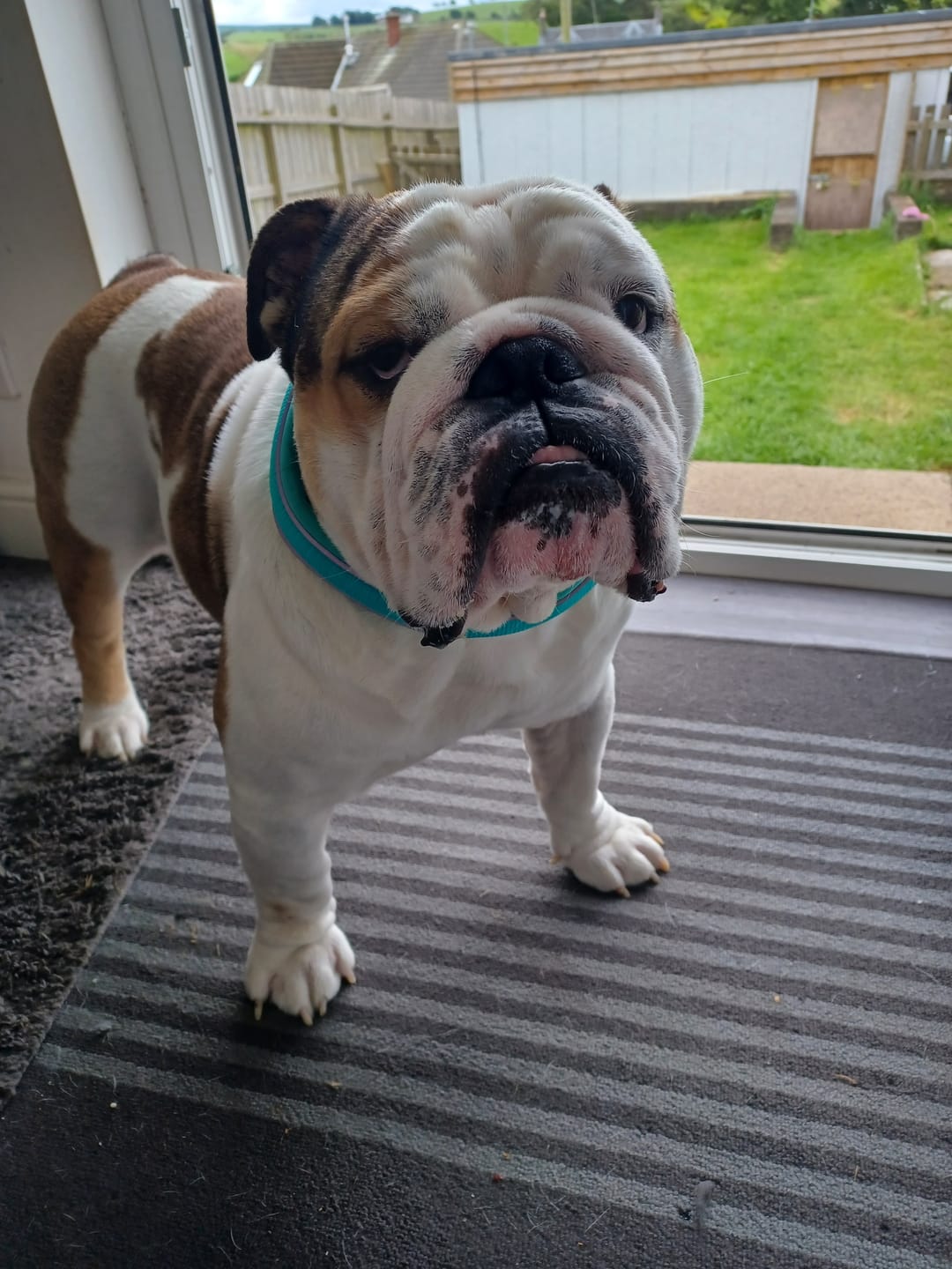 Customer photo review of 4cm Slip on Collar | Foam Padded - Turquoise