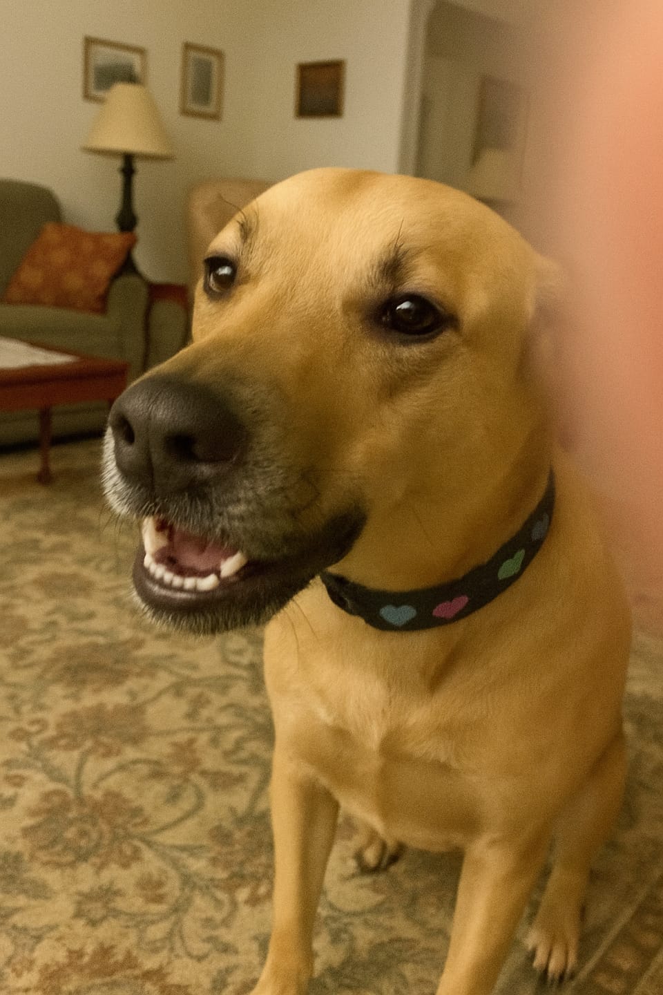 Customer photo review of Calming Soft Chews for Dogs - Helps Reduce Stress & Tension