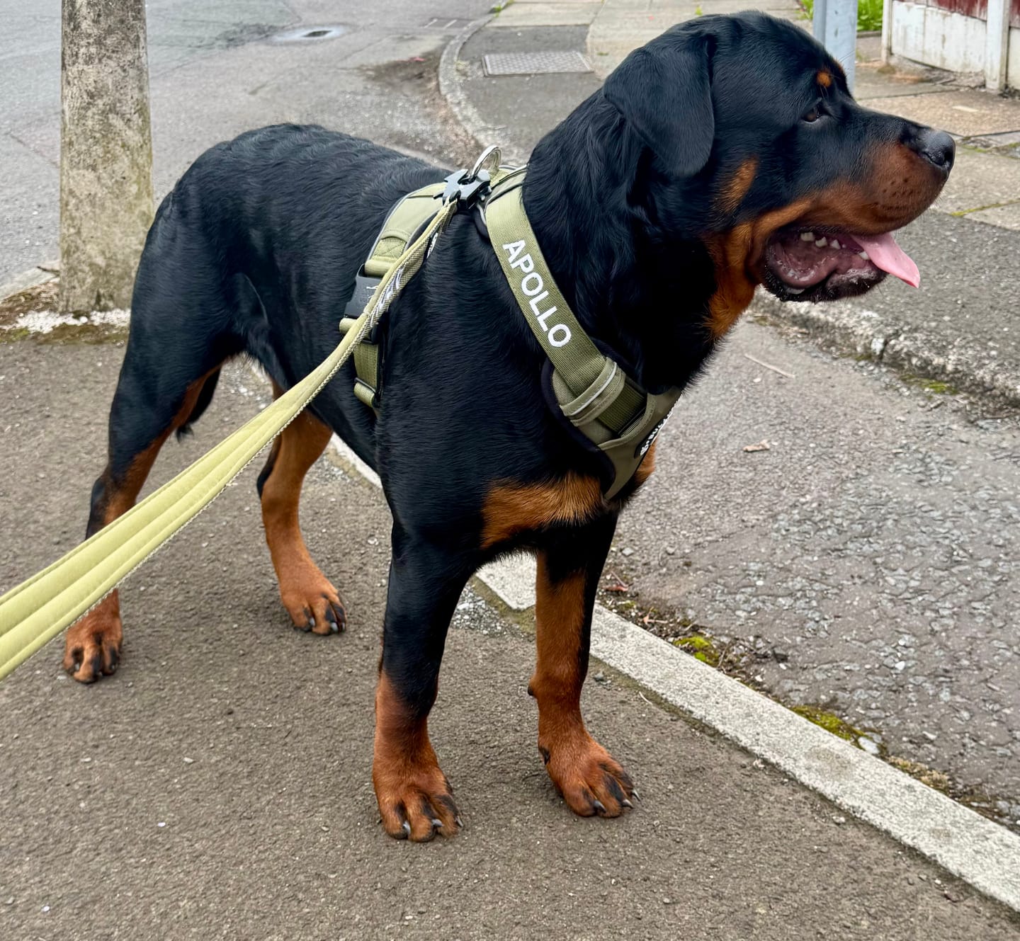 Customer photo review of Comfort Premium Harness | Non Restrictive - Khaki