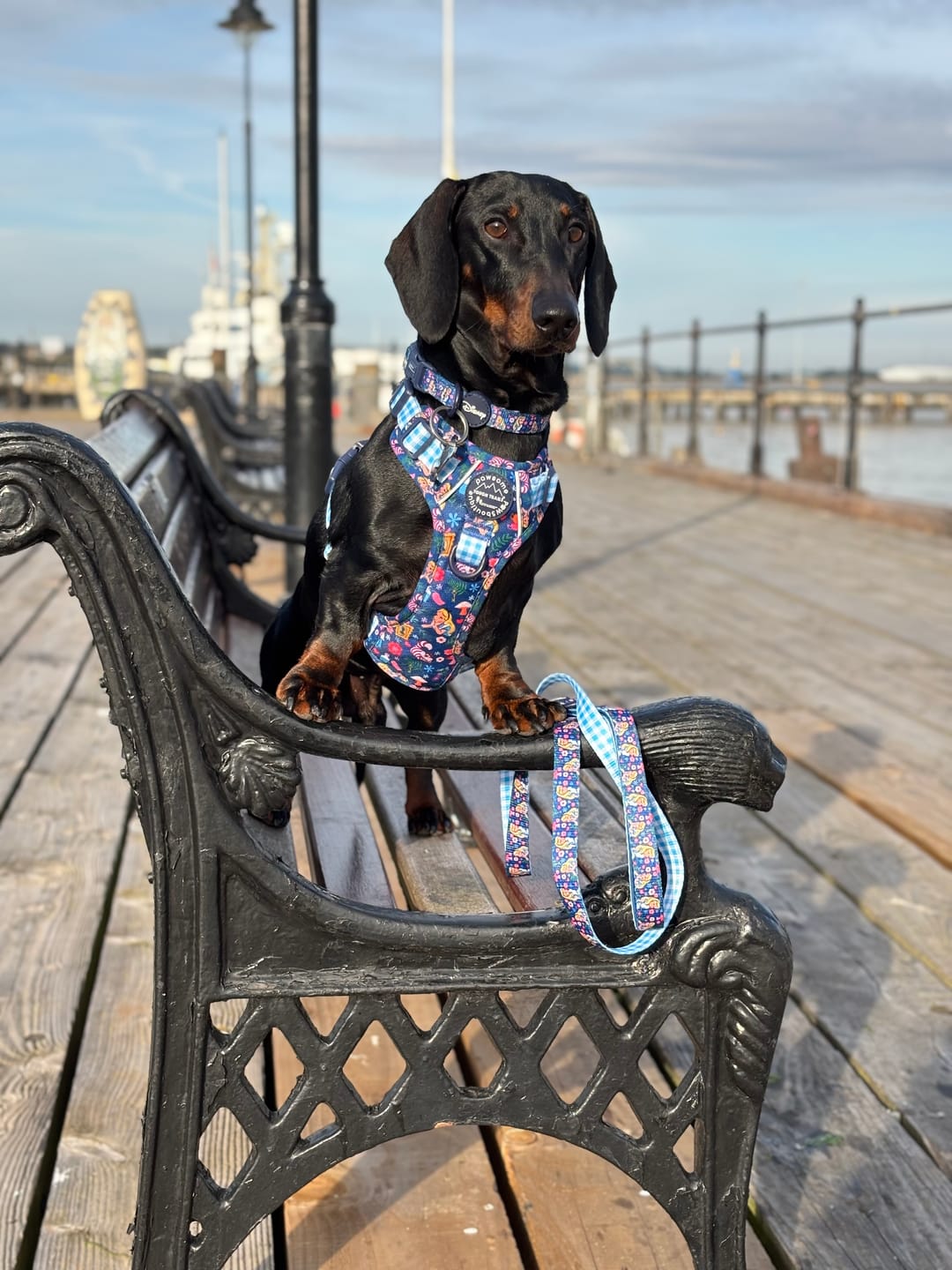 Customer photo review of Tough Trails™ Harness - Alice In Wonderland