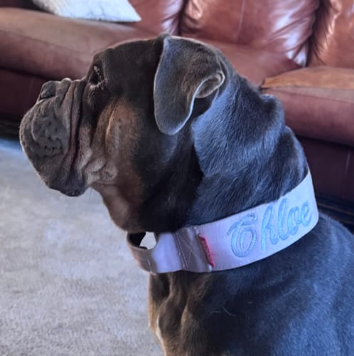 Customer photo review of 2" Tacti Luxe Dog Collar - Rose Gold - Sofia