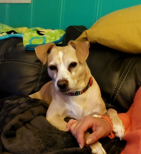 Customer photo review of Custom Air Freshener