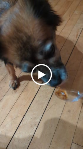 Customer video review of 🐾 Canine Honey – Allergy Relief Formula