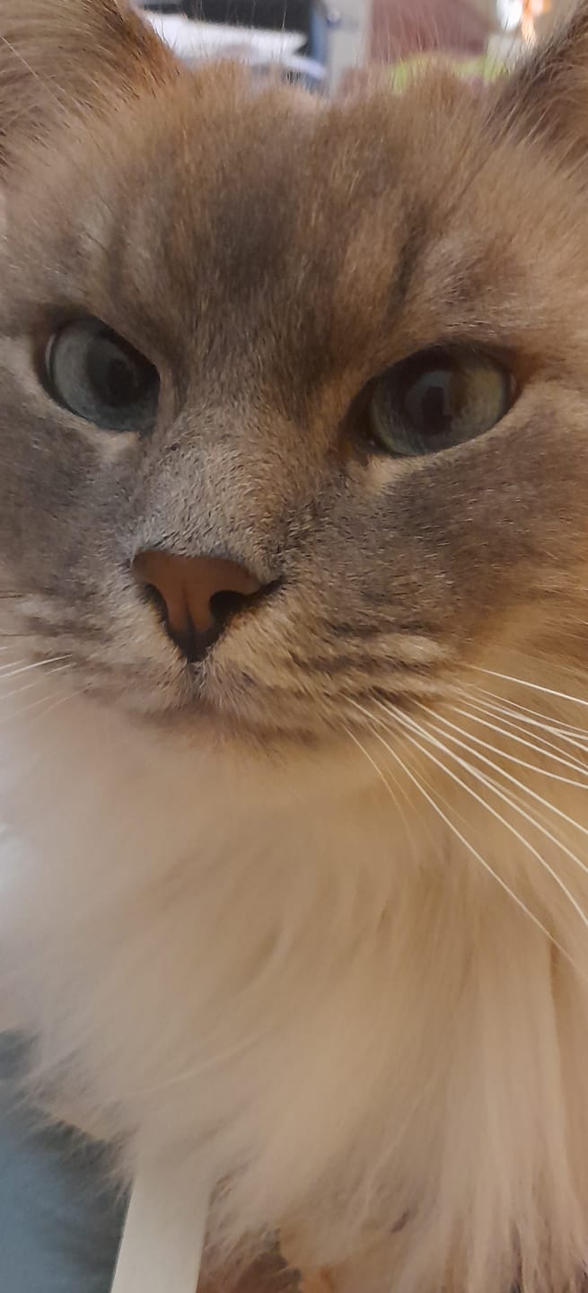 Customer photo review of Multipack d'effilés (chat stérilisé et chat adulte)