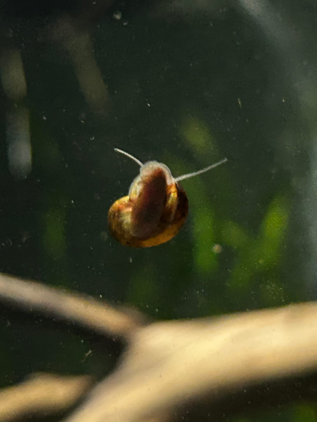 Customer photo review of RAMSHORN SNAILS (ASSORTED BLUE, PINK,GREY,GOLD)