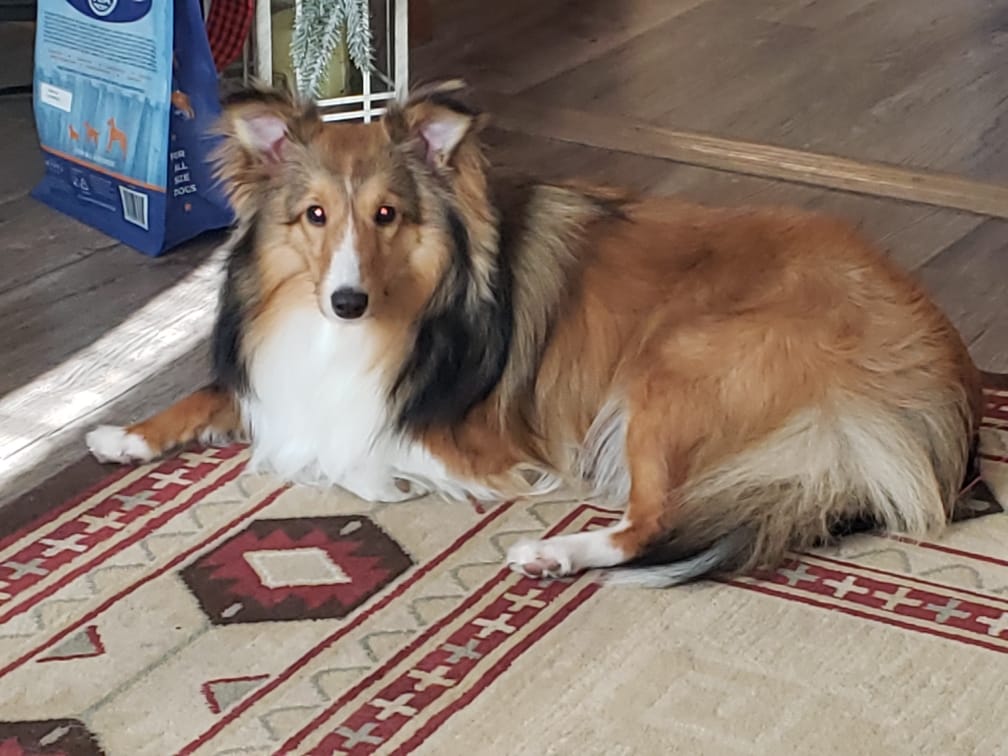 Customer photo review of BUY 3 BAGS & SAVE iHeartDogs Allergy & Itch Relief Chews for Dogs