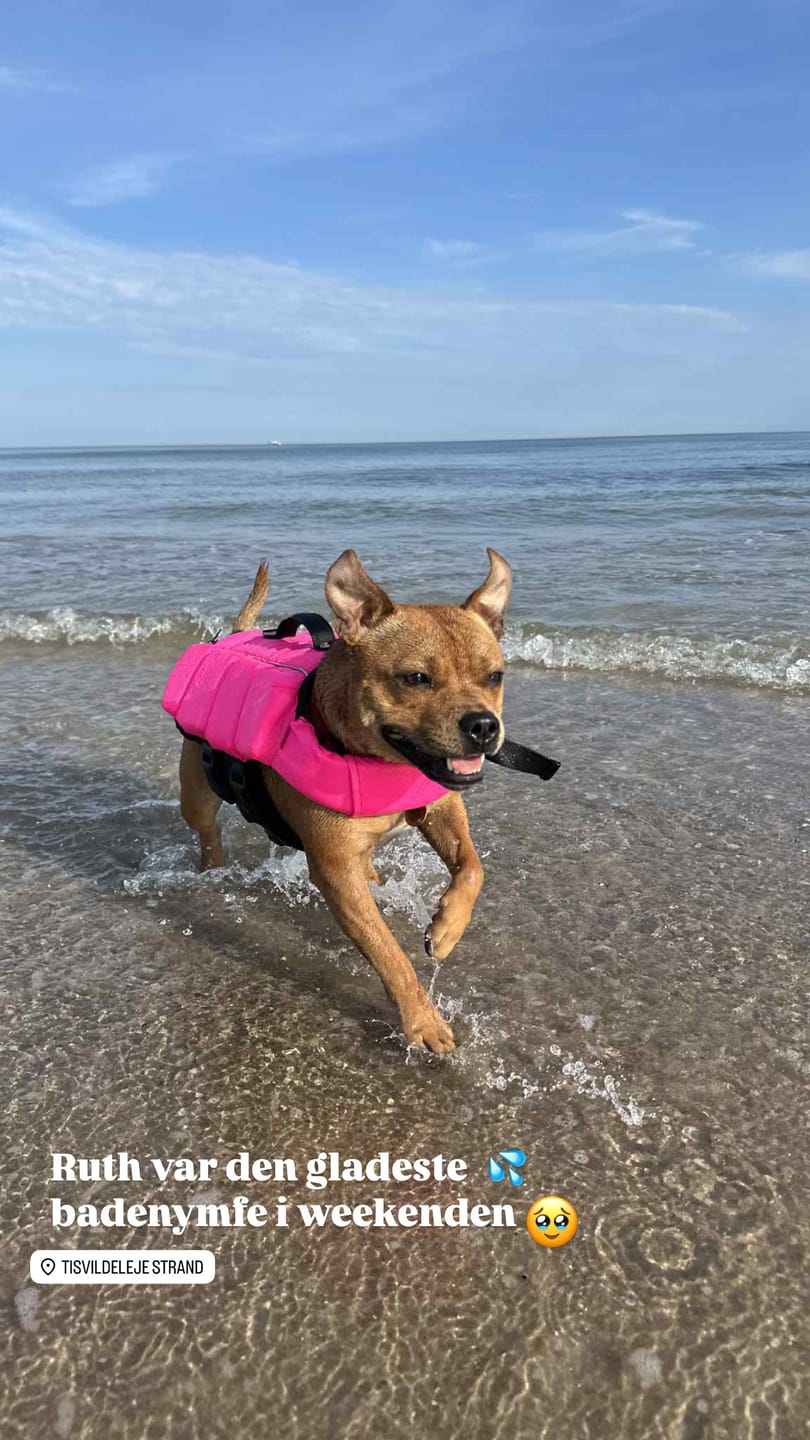 Customer photo review of Staffordshire Bull Terrier 1935® Life Jacket - Neon Pink