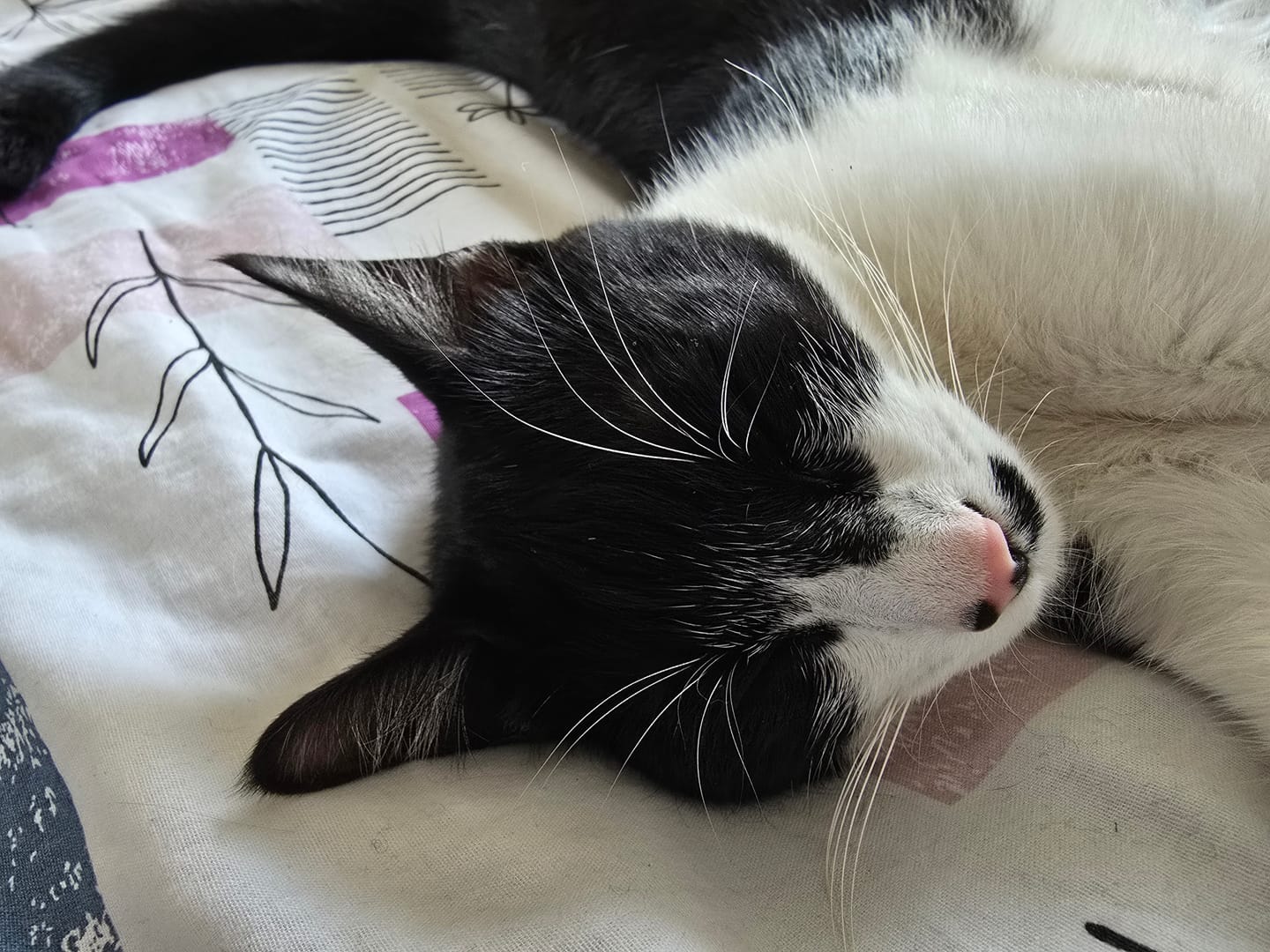 Customer photo review of Pâtées riches en saumon & aux courgettes (chat stérilisé et chat adulte)