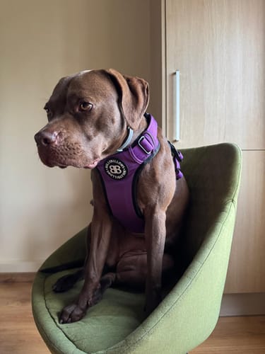 Customer photo review of Comfort Premium Harness | Non Restrictive - Purple