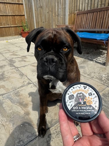 Customer photo review of Oatmeal Nose & Paw Balm Pot for Dogs