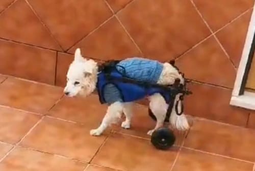 Customer photo review of PawPal🐶Hunderollstuhl
