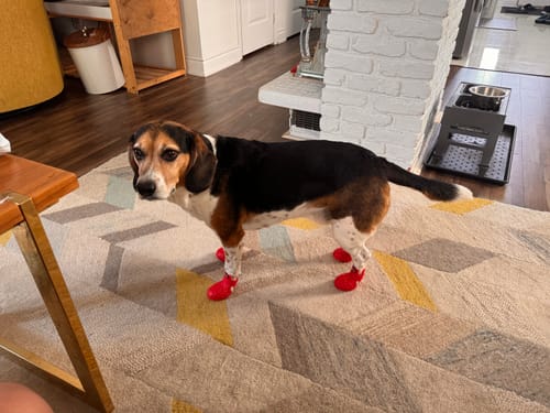 Customer photo review of WagWellies® Mojave