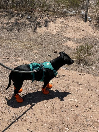 Customer photo review of WagWellies® by wagwear