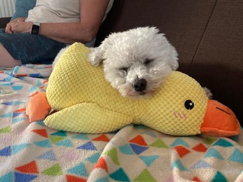 Customer photo review of Anti-Stress Ente