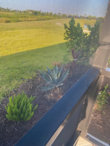 Customer photo review of Blue Agave