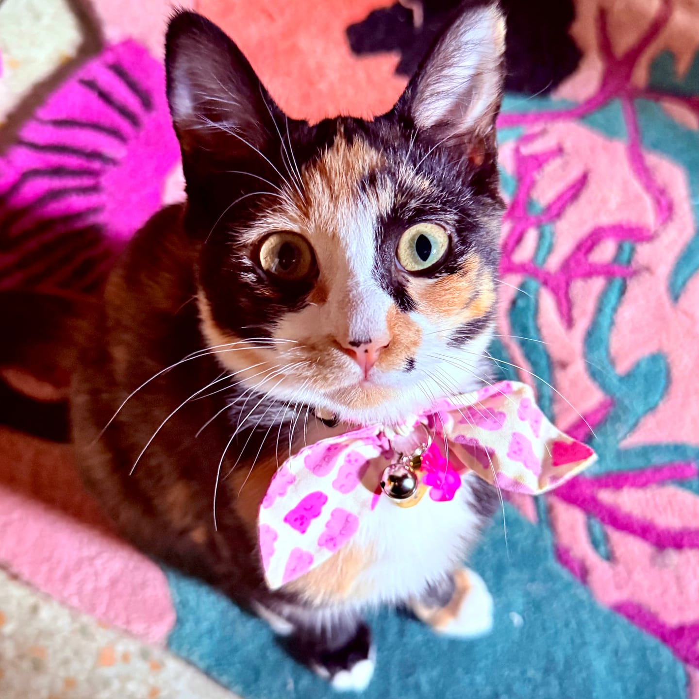 Customer photo review of Purple Gummy Bear Cat Collar with Charm