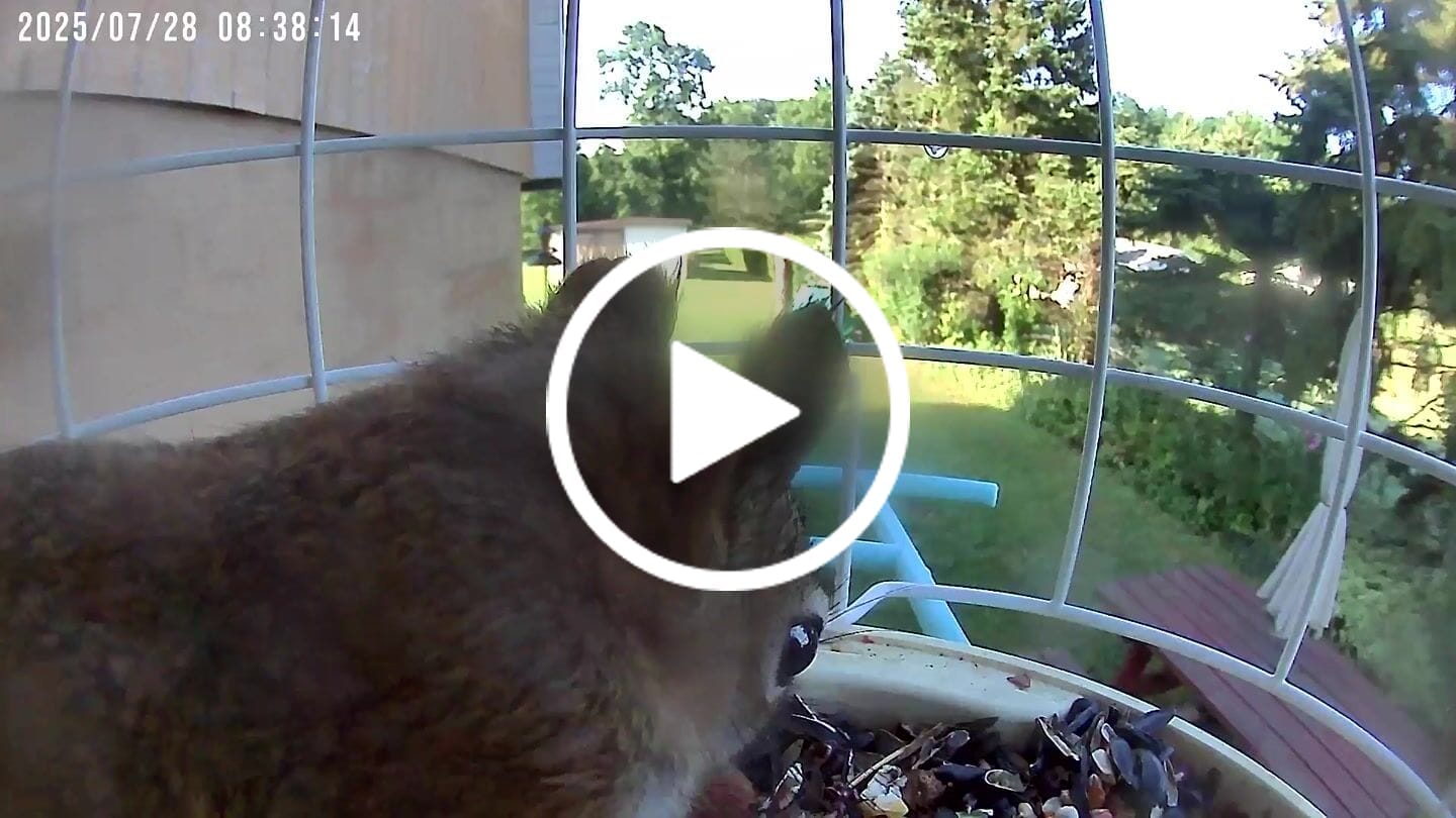 Customer video review of Birdfy Shield - Bird Feeder Shield