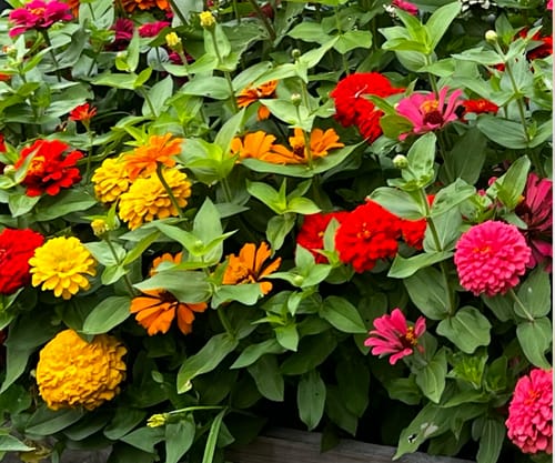 Customer photo review of Zinnia