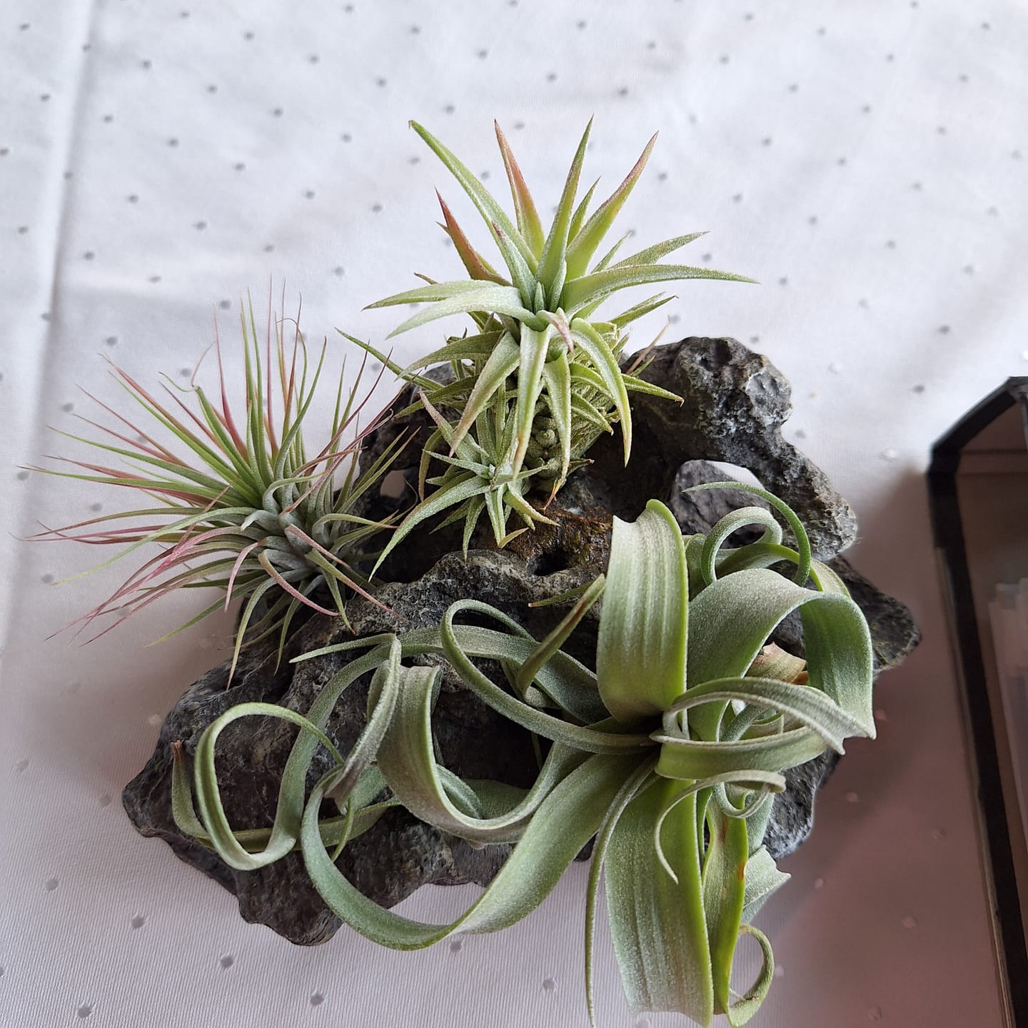 Customer photo review of Tillandsia vanhyningii