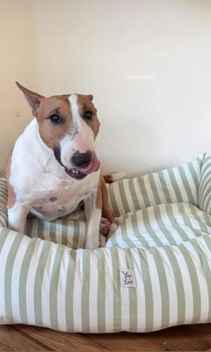 Customer photo review of Divanetto Cotone Righe Larghe Pistacchio