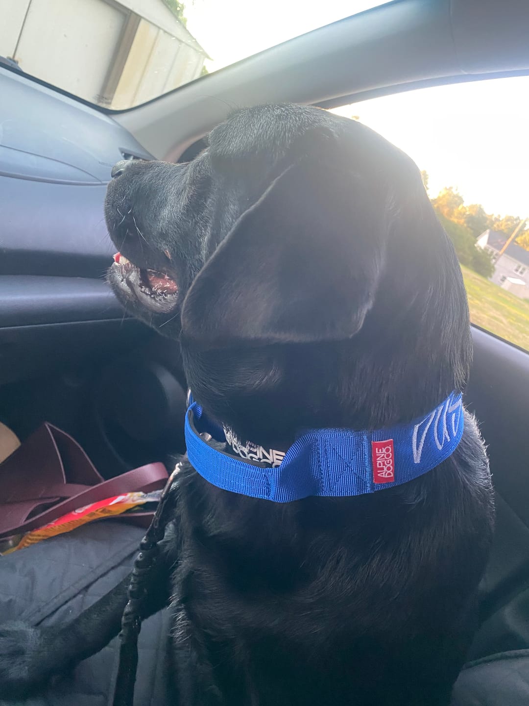Customer photo review of 2" Tactik Dog Collar - Cobalt