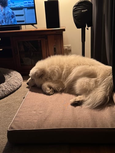 Customer photo review of Pawz Orthopedic Pet Bed Memory Foam With Cooling Gel