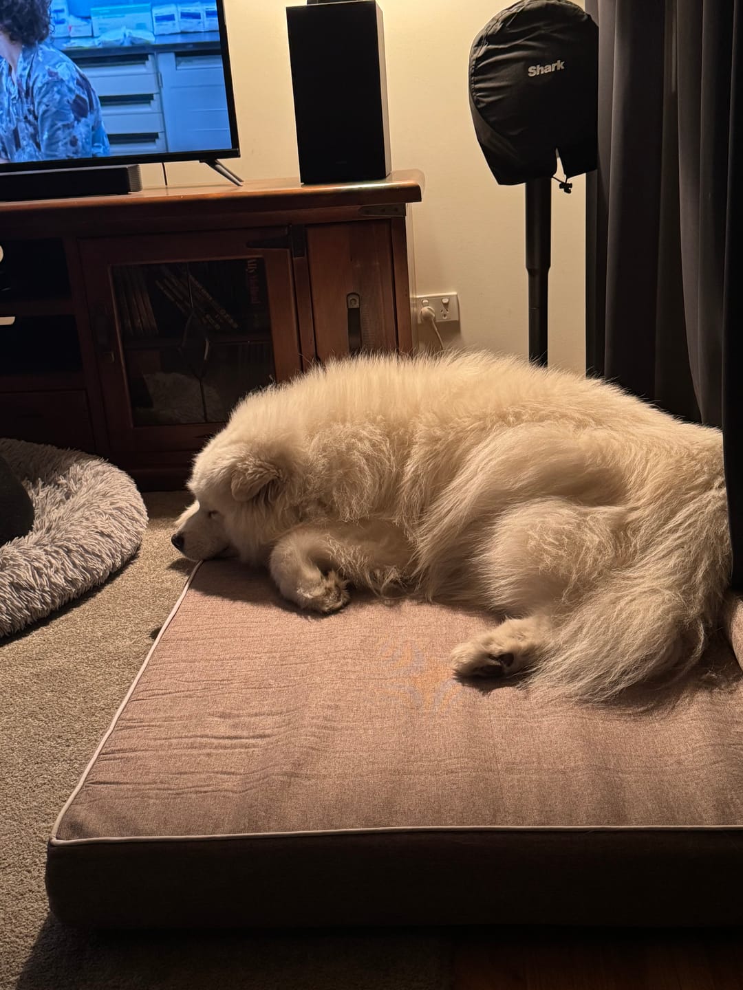 Customer photo review of Pawz Orthopedic Pet Bed Memory Foam With Cooling Gel