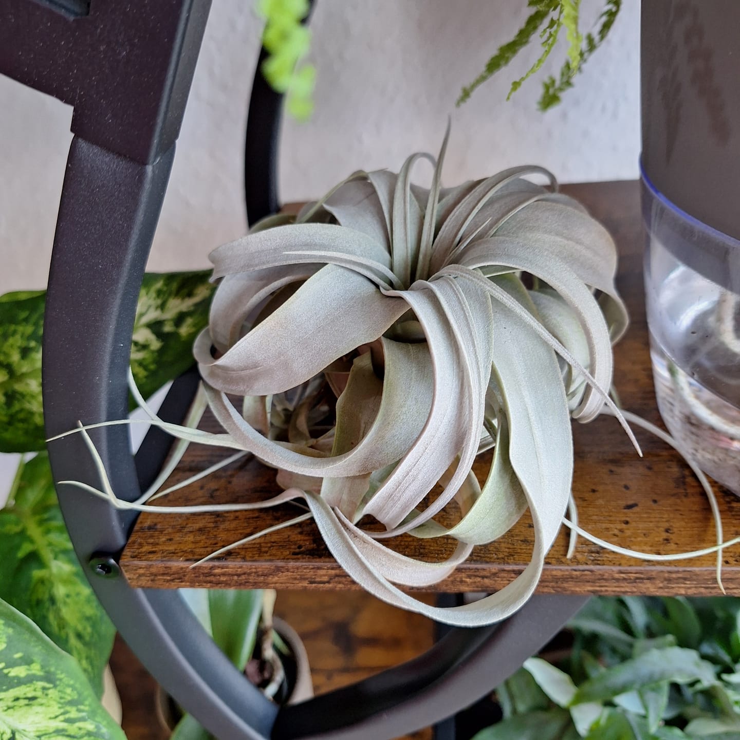 Customer photo review of Tillandsia xerographica 'Bonsai'
