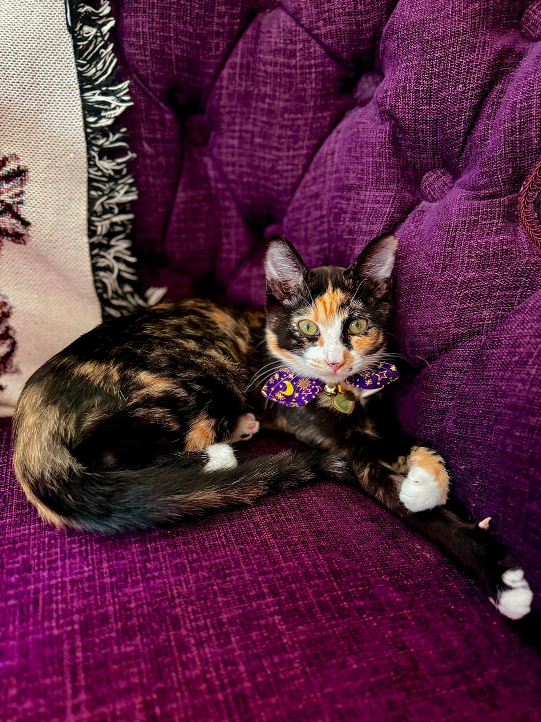 Customer photo review of Purple Moon and Stars Bow Cat Collar