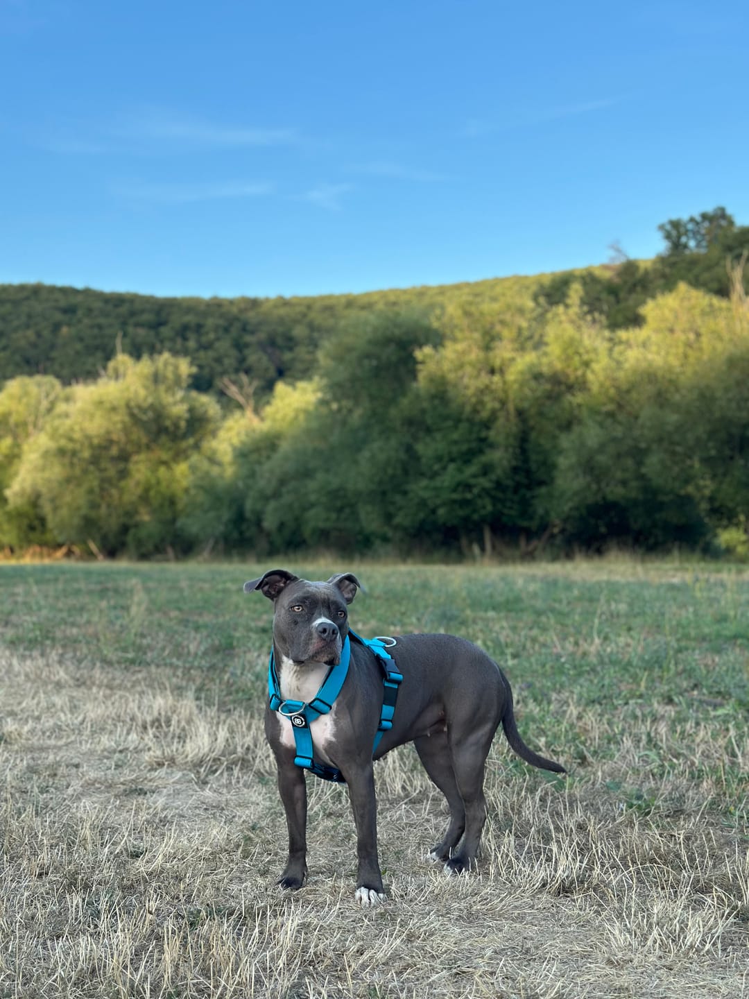 Customer photo review of Training Anti Pull TRI-Harness® | M-XL Breeds - Light Blue
