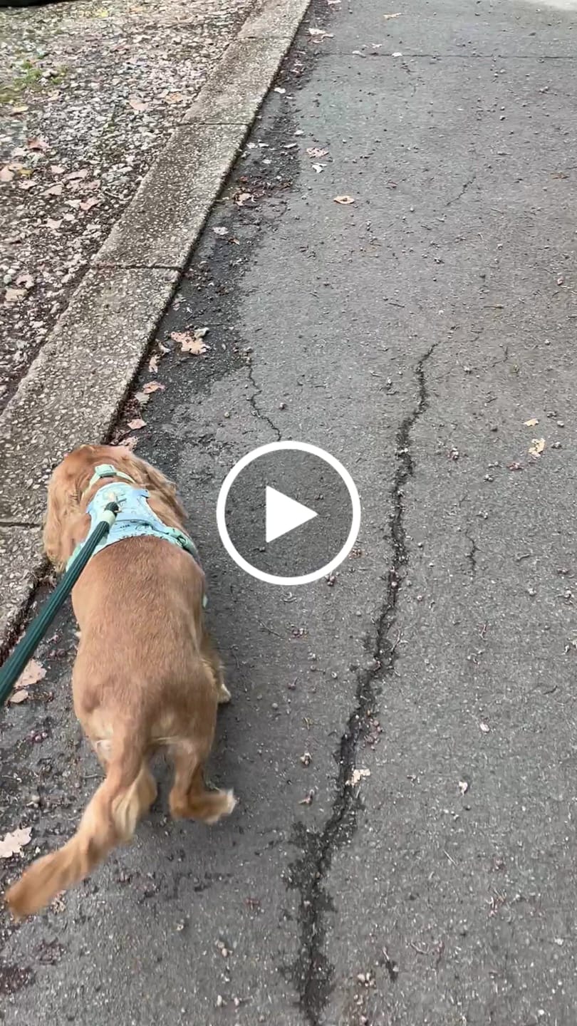 Customer video review of Disney© Tough Trails™ Harness - 100 Aker Wood
