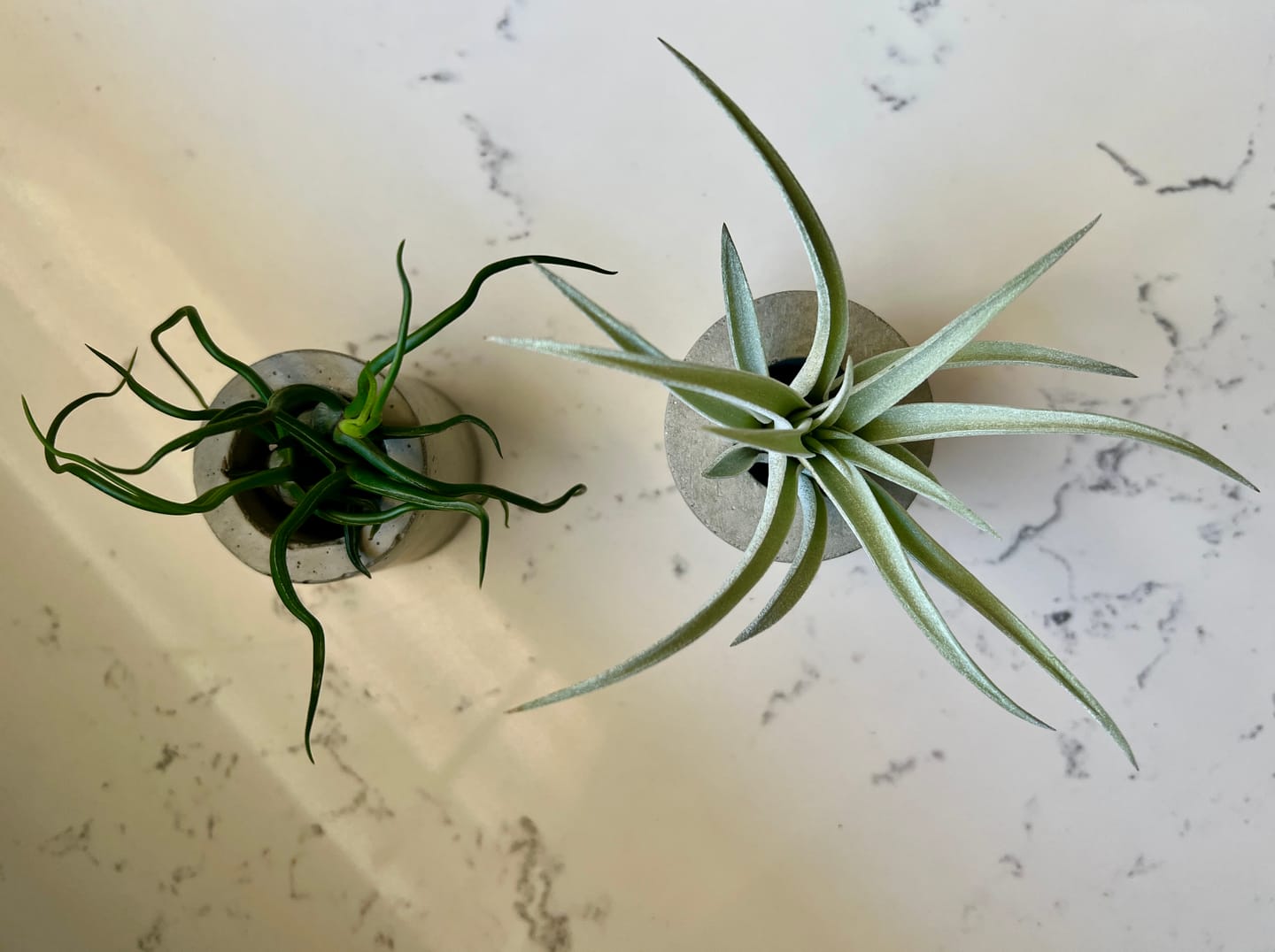 Customer photo review of Wholesale Bulbosa Small  (Minimum Order 5)