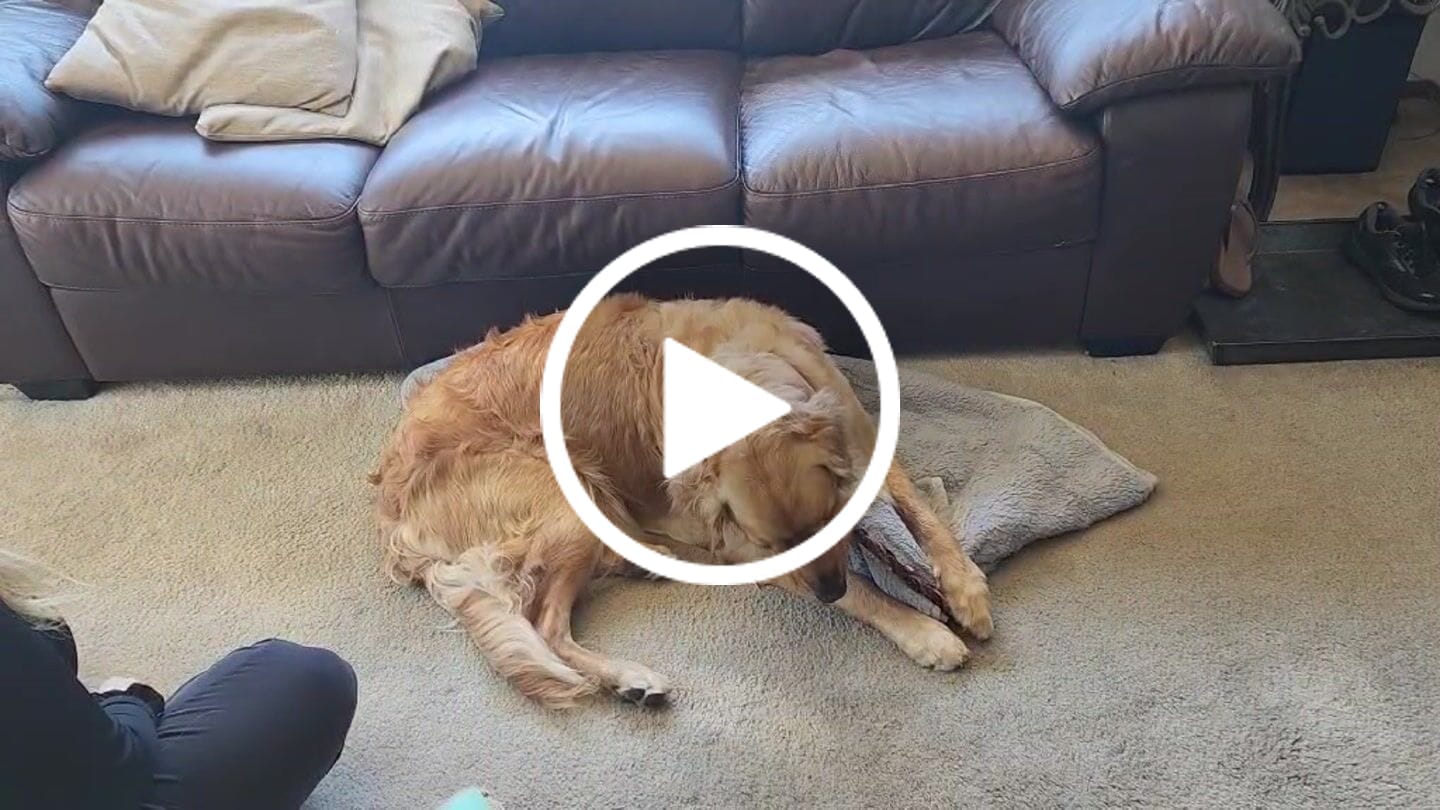 Customer video review of Beef Gullet Braid