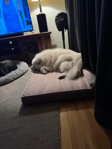 Customer photo review of Pawz Orthopedic Pet Bed Memory Foam With Cooling Gel
